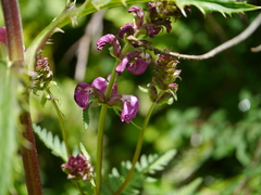 Pedicularis pectinata