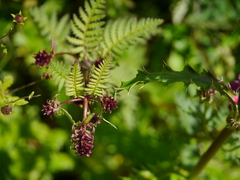 Pedicularis pectinata