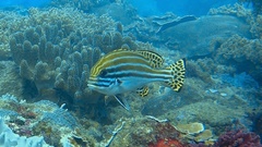 Plectorhinchus lessonii