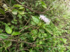 Tamaulipa azurea