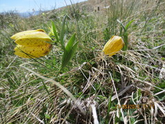Fritillaria collina