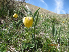Fritillaria collina