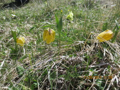 Fritillaria collina