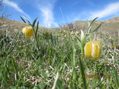 Fritillaria collina