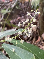 Codiaeum variegatum moluccanum