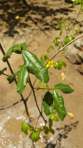 Ochna polycarpa image