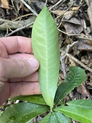 Codiaeum variegatum moluccanum