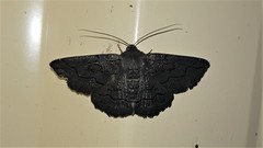 Melanodes anthracitaria