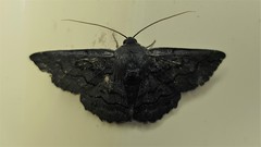 Melanodes anthracitaria