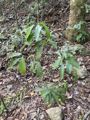 Codiaeum variegatum moluccanum