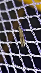 Holocola thalassinana