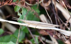 Leptysma marginicollis