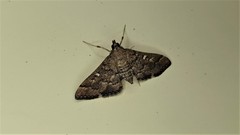 Nacoleia rhoeoalis