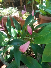 Anthurium