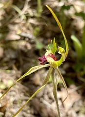 Caladenia dilatata