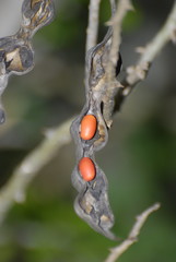 Erythrina herbacea