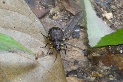 Pseudadimonia variolosa