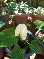 Anthurium