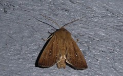 Ichneutica phaula