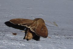 Ichneutica phaula