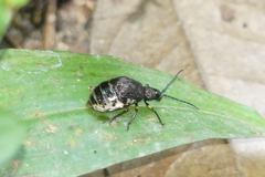 Pseudadimonia variolosa