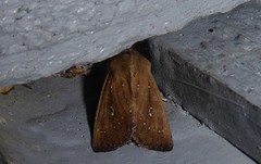 Ichneutica phaula