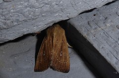 Ichneutica phaula