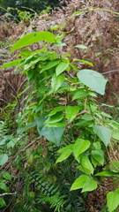 Vincetoxicum barbatum