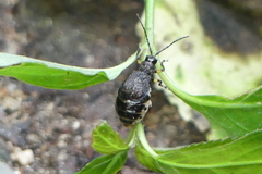Pseudadimonia variolosa
