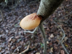 Polyporus mcmurphyi