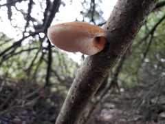 Polyporus mcmurphyi