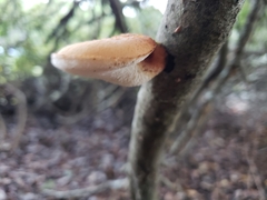 Polyporus mcmurphyi
