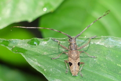 Paraleprodera insidiosa