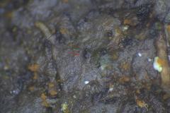 Sordaria macrospora