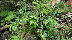 Eupomatia laurina