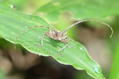 Paraleprodera insidiosa