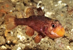 Vincentia novaehollandiae