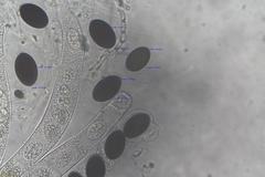 Sordaria macrospora