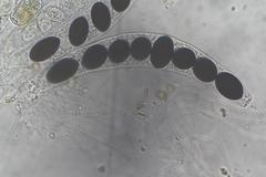 Sordaria macrospora