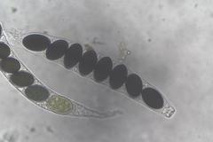 Sordaria macrospora
