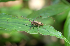 Paraleprodera insidiosa