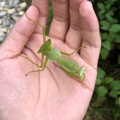 Rhombodera zhangi