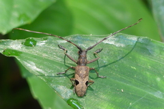 Paraleprodera insidiosa