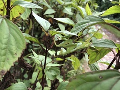 Rhombodera zhangi