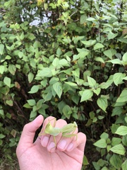 Rhombodera zhangi