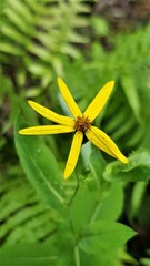 Senecio velleioides