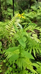 Senecio velleioides