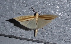 Orocrambus angustipennis