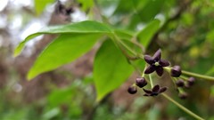 Vincetoxicum barbatum