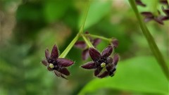 Vincetoxicum barbatum